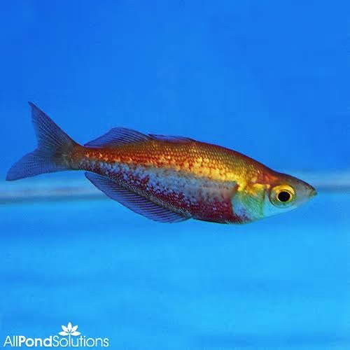 Scarlet Rainbow
